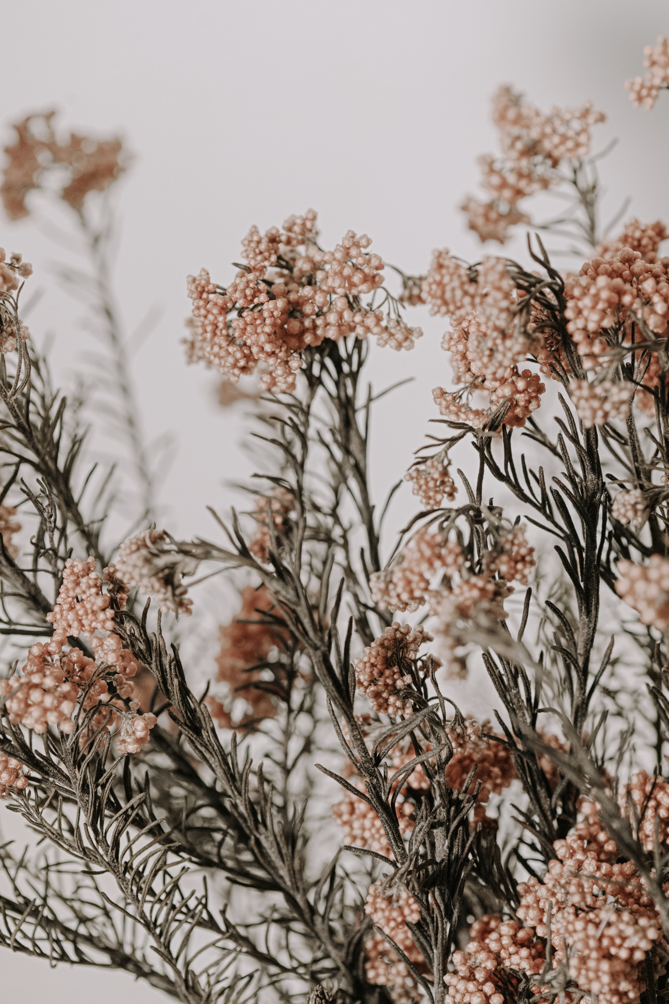 Dried Flowers on Light Background